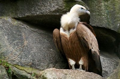 Low angle view of vulture perching on rock