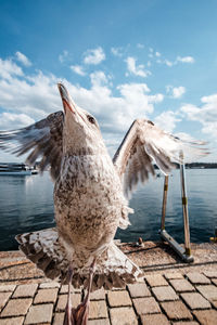 Seagull flying over footpath against lake during sunny day