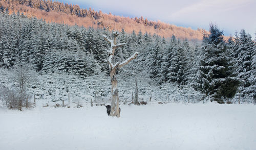 Bare trees on snow covered landscape