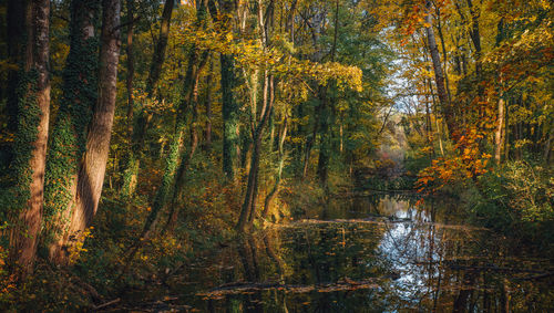 Trees by lake in forest during autumn