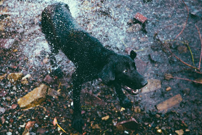 Dog drying off , wet dog, water dog, travel companion, black lab, labrador, retriever