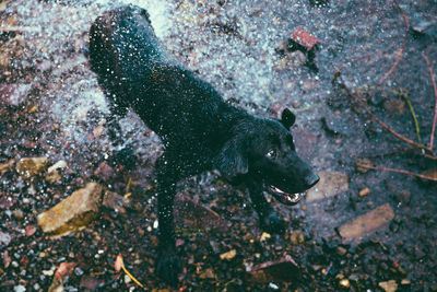 High angle view of dog on rock