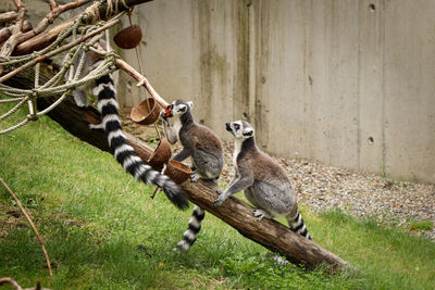 Ring-tailed lemur sits behind its mother, waiting to see if they need a good piece of food