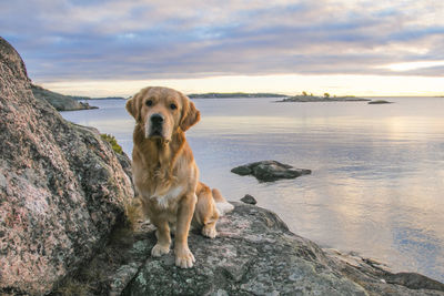 Close-up of dog at beach against sky