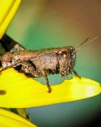 Close-up of insect