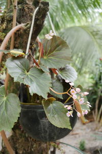 High angle view of flowering plant