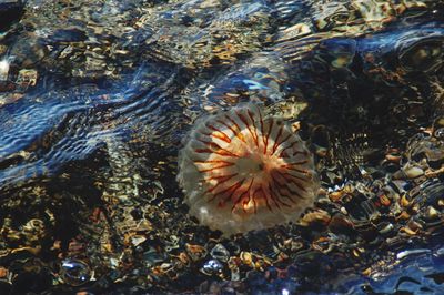 Close-up of coral swimming in sea