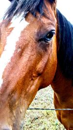 Close-up of horse