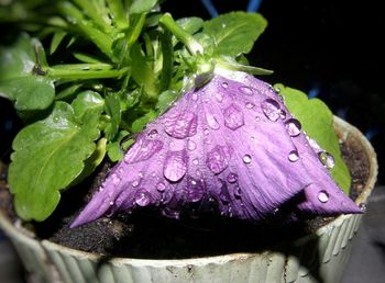 Close-up of raindrops on purple flower