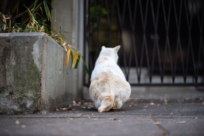 Cat sitting on footpath