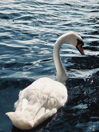 Swans swimming in lake