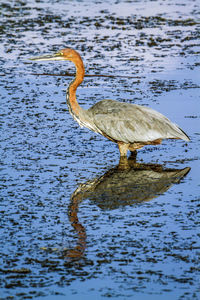 Side view of goliath heron in lake