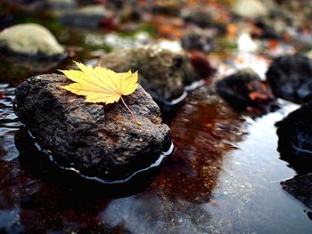 Close-up of leaves on water