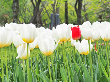 Close-up of white flowers in field