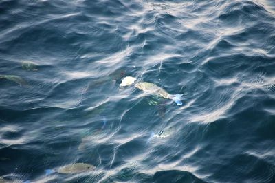 High angle view of fish swimming in sea