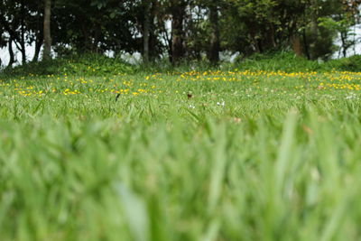 Grass growing on field