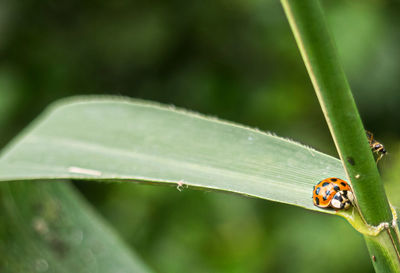 Close-up of ladybug on plant