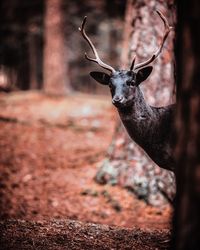 Portrait of deer