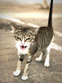 Portrait of cat standing outdoors