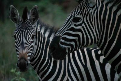 Close-up portrait of zebra