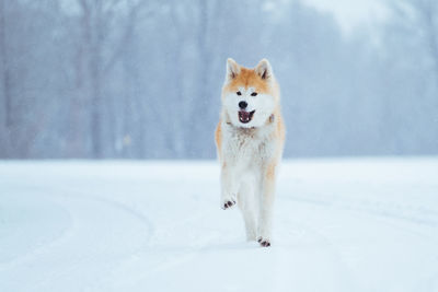 Portrait of a dog on snow