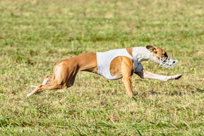 Whippet dog running in white jacket on coursing green field