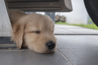 Close-up of dog sleeping