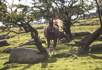 Brown horse and cow on amidst trees on grassy field