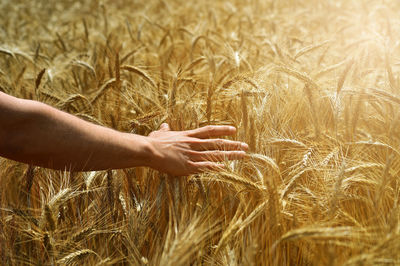 Close-up of hand touching wheat field