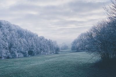 Trees on field against sky