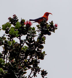 Low angle view of bird perching on tree against clear sky