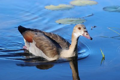 Close-up of duck swimming in lake