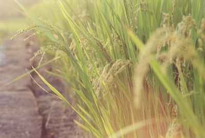 Close-up of plants growing on field