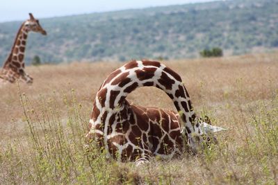 Giraffe standing on field
