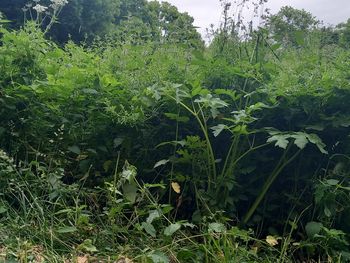 vegetation