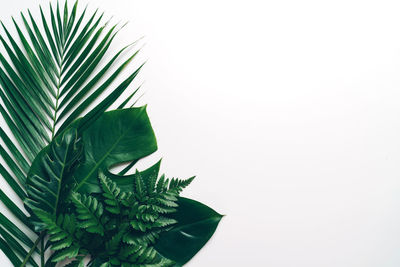 Close-up of palm leaves against white background