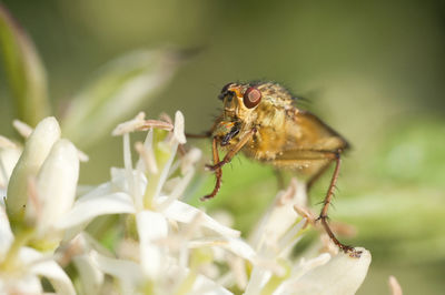 Close-up of bee pollinating on flower