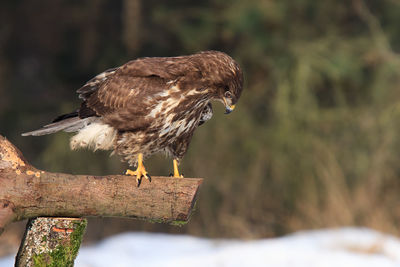 Buzzard in clearing in winter with snow and looking prey