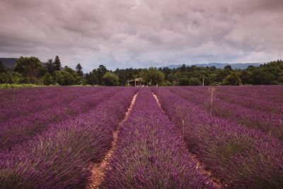 Scenic view of flower field against sky