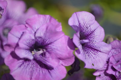 Close-up of purple flowering plant