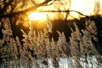 Sun shining through trees