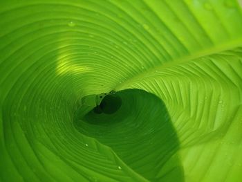 Full frame shot of green leaf