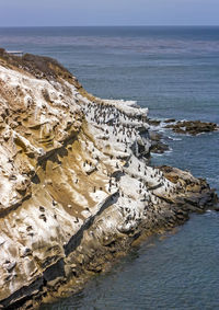 Pelicans on the rocky coastline near la jolla in san diego,california.