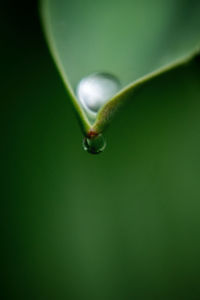 Close-up of water drop on leaf