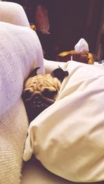 Close-up of dog sleeping on bed