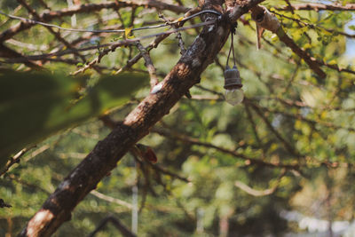 Low angle view of hanging from tree