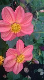 Close-up of pink flower