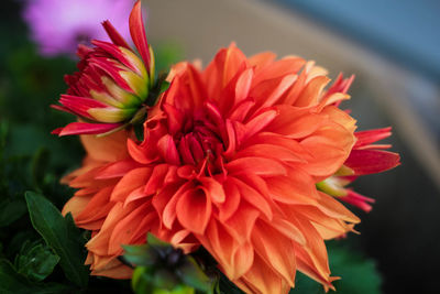 Close-up of red flower