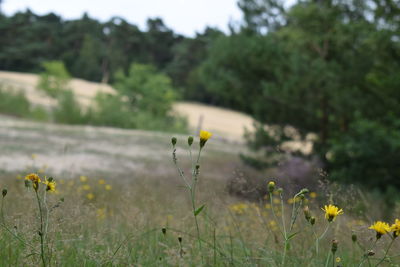 Yellow flowers blooming on field