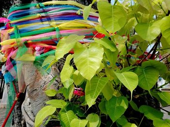 Close-up of multi colored leaves